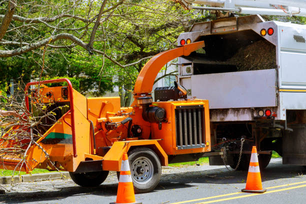 Best Tree Mulching  in Gilmer, TX