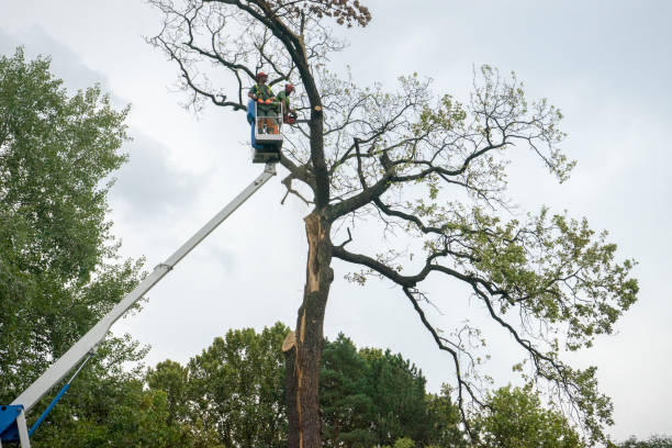 Best Storm Damage Tree Cleanup  in Gilmer, TX