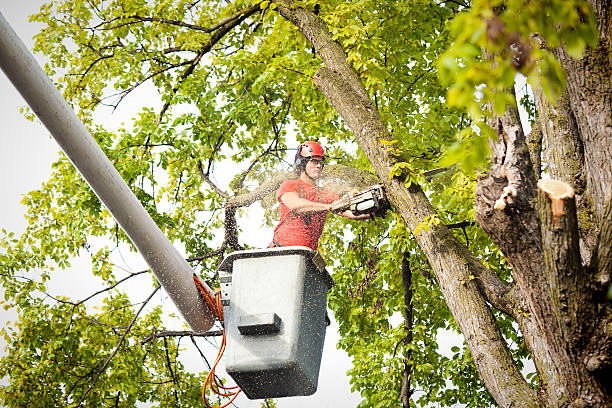 Reliable Gilmer, TX Tree Removal Solutions