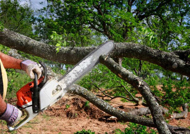 Best Stump Grinding and Removal  in Gilmer, TX